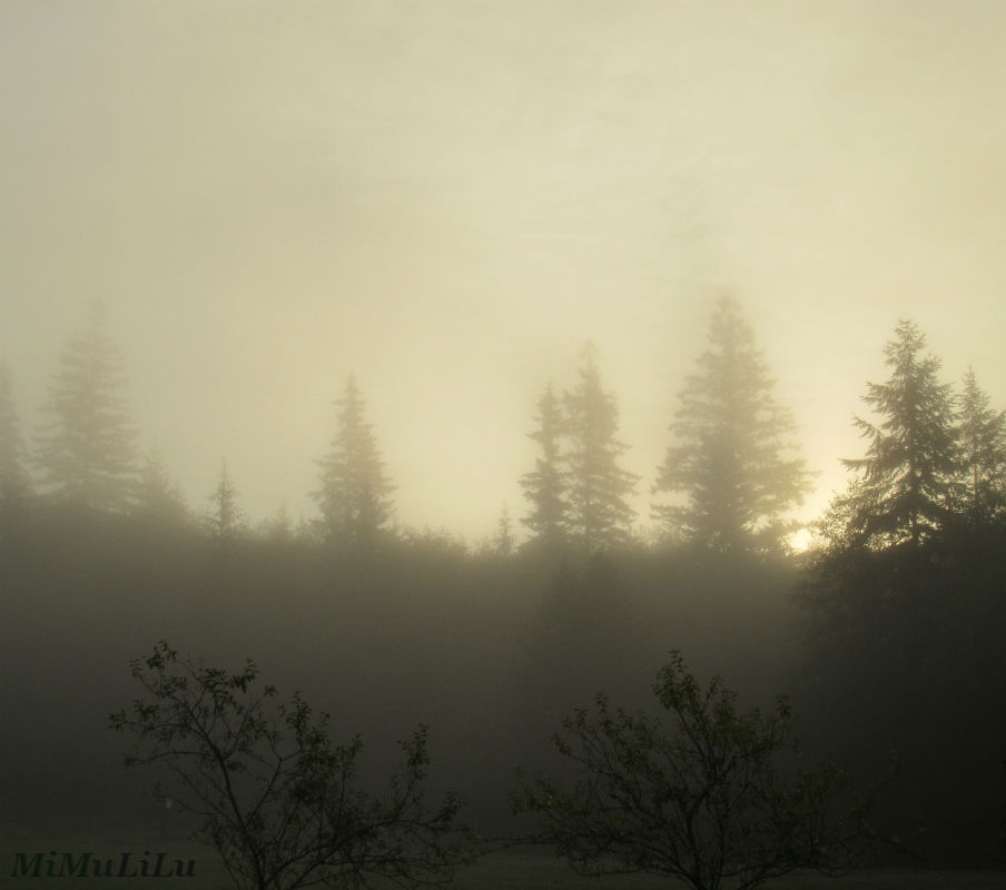 morning-mist